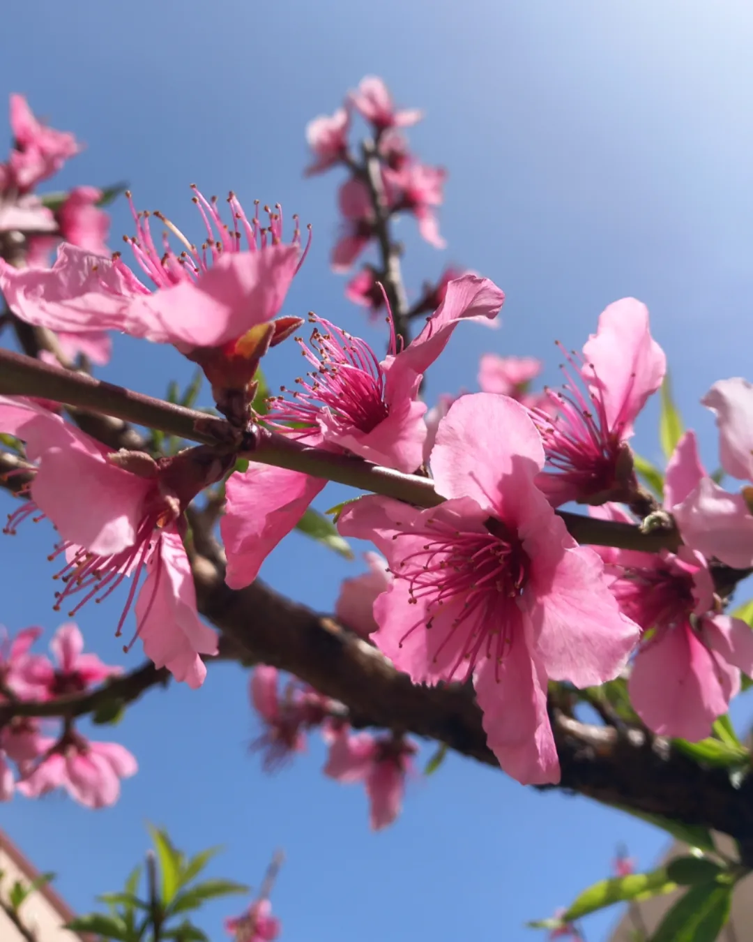 fiori