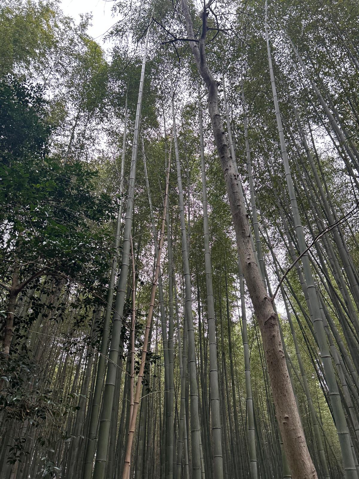 bamboo