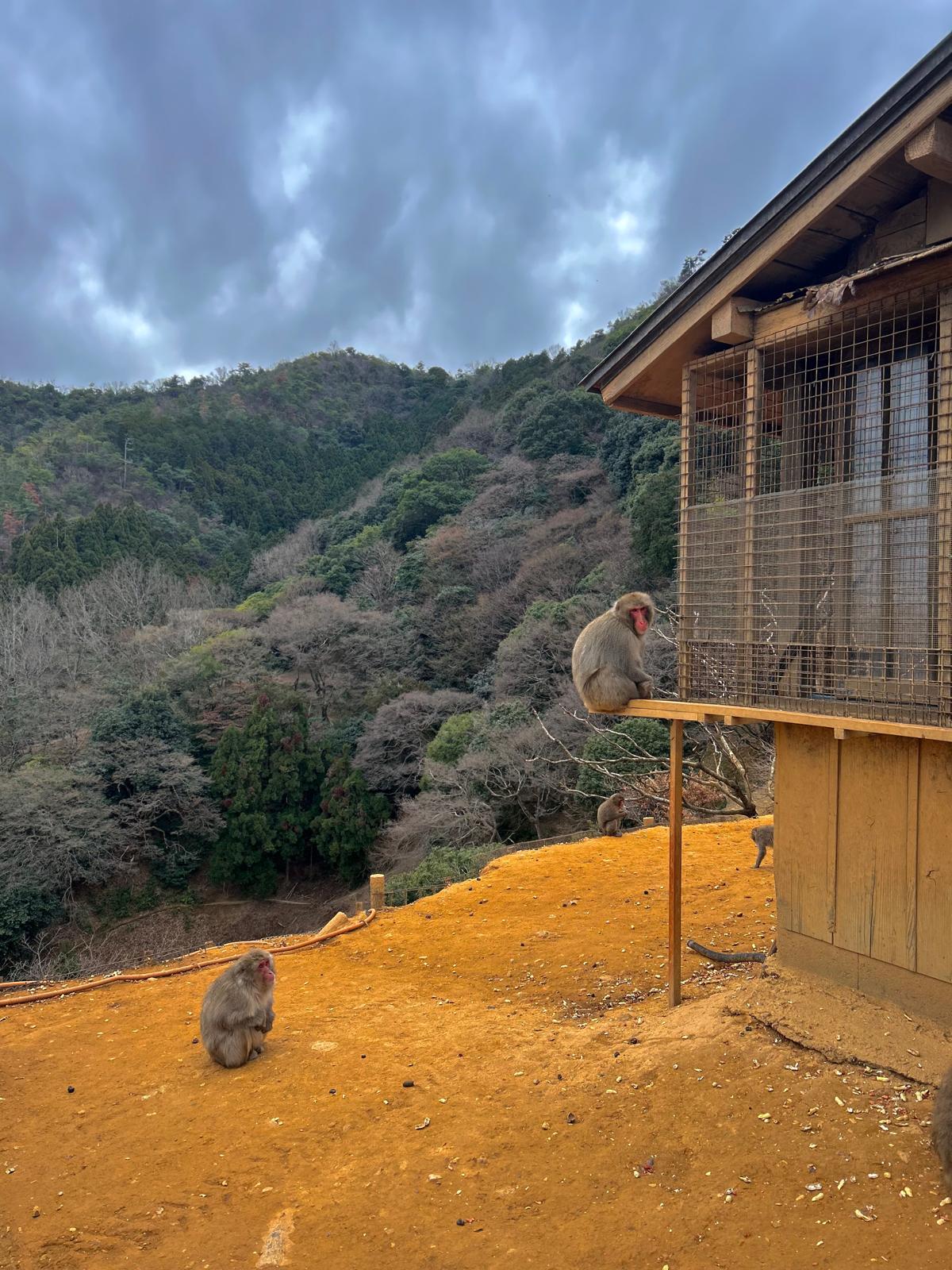Monkey Park